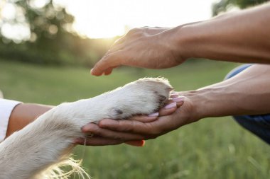 Afrika kökenli Amerikalı genç çiftin elleri köpek patisi tutuyor ve parka göz kulak oluyor Golden Retriever 'ın pençesine ve insanların ellerine yakından bakıyor, hayvanlara değer veriyor ve onlara yardım ediyor.
