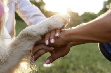 Gün batımında birlikte parkta köpek patisi olan insanların elleri, hayvanlarla takım çalışması, aile ellerinin yakın çekimi ve Golden Retriever 'ın pençesi, evcil hayvanlara sevgi ve ilgi kavramı