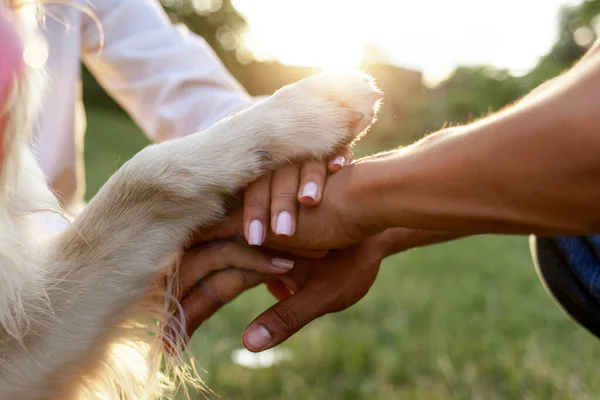 Menschenhände Zusammen Mit Hundepfote Park Bei Sonnenuntergang Zusammen Teamwork Geste — Stockfoto