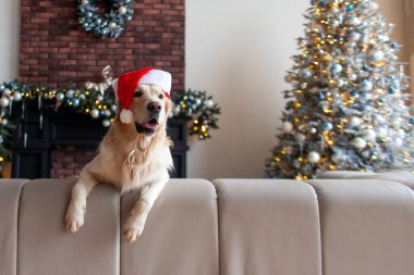 Noel Baba şapkalı sevimli evcil köpek yeni yıl ağacının arka planında koltukta oturuyor. Golden retriever yılbaşı için yeni yıl arifesinde fotokopi alanına bakıyor.