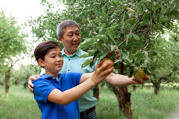 Asian old father and son picking ripe apples in the garden, Korean boy with elderly dad picking fruits from the tree in summer, grandfather and grandson in the garden checking the harvest