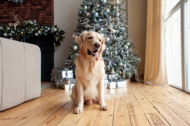 Şirin evcil köpek evde, ahşap zeminde Noel ağacının arka planında oturuyor. Yeni yıl için Golden Retriever yalnız.