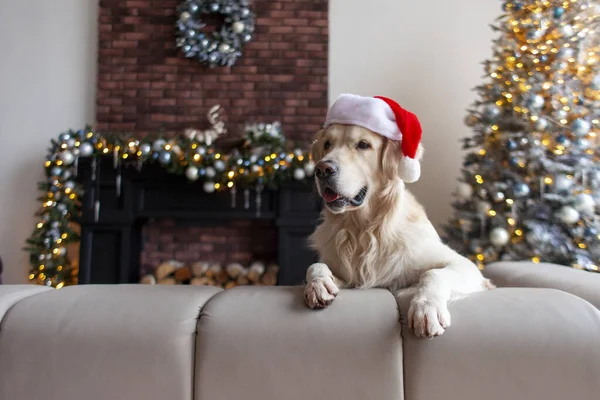 Bonito Cão Doméstico Santa Chapéu Senta Casa Interior Natal Contra — Fotografia de Stock