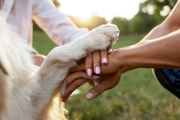 夕日の公園で犬の足と一緒に人々の手 動物とのチームワークのジェスチャー 家族の手と黄金のレトリバーの足のクローズアップ ペットの愛とケアの概念 — ストック写真