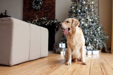 Şirin evcil köpek evde, ahşap zeminde Noel ağacının arka planında oturuyor. Yeni yıl için Golden Retriever yalnız.