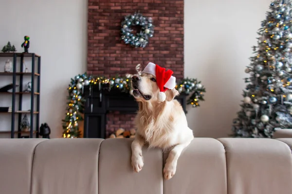 在新年的背景下 一只戴着圣诞礼帽的可爱的家犬坐在沙发上 金发碧眼的猎犬在圣诞节的室内看到了新年的到来 — 图库照片