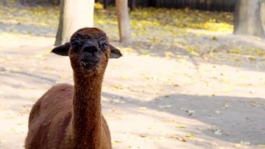 Kahverengi alpaka yer ve çiftlikteki kameraya bakar. Çiftlik hayvanı çimenleri çiğner.