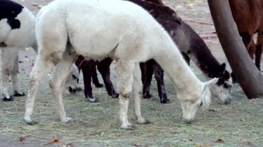 Alpaka sürüsü çiftlikte kuru ot yer, kırsal hayvanlar saman yer.