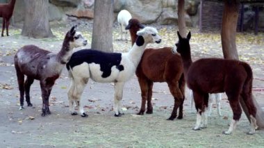 Alpaka sürüsü çiftlikte kuru ot yer, kırsal hayvanlar saman yer.