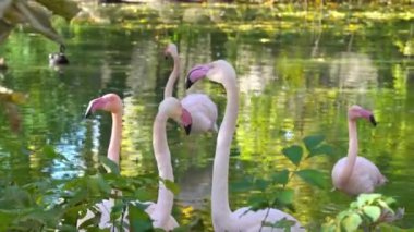Pembe flamingo sürüsü ormandaki suda yürüyor. Gölde bir grup tropikal kuş.