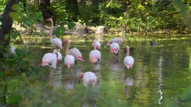 Pembe flamingo sürüsü ormandaki suda yürüyor. Gölde bir grup tropikal kuş.