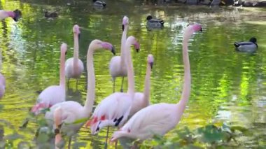 Pembe flamingo sürüsü ormandaki suda yürüyor. Gölde bir grup tropikal kuş.