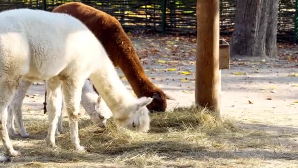 troupeau d'alpagas manger de l'herbe sèche à la ferme, les animaux ruraux mangent du foin
