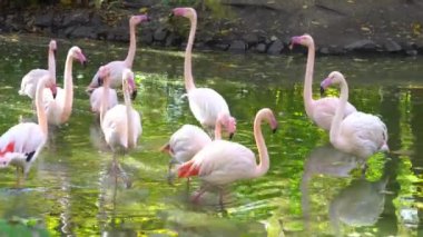 Pembe flamingo sürüsü ormandaki suda yürüyor. Gölde bir grup tropikal kuş.