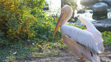 Pembe pelikan göl kıyısında yürüyor ve doğadaki gagasıyla bir tüyü temizliyor.