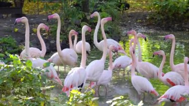 Pembe flamingo sürüsü ormandaki suda yürüyor. Gölde bir grup tropikal kuş.