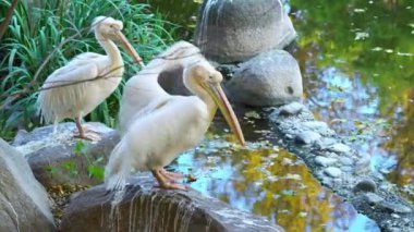 İki pembe pelikan suyun yanında durur ve kanatlarını çırparlar. Egzotik kuşlar doğada hareket eder.