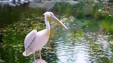 Pembe pelikan gölün kıyısında duruyor ve gagasıyla tüyleri temizliyor, doğadaki vahşi kuşuyla.