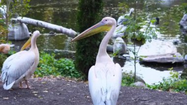 Bir grup pembe pelikan göl kıyısında yürüyor ve gagasıyla tüyleri temizliyor, vahşi kuşlar doğayı tırmalıyor.
