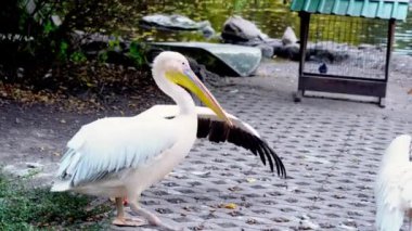 Bir grup pembe pelikan göl kıyısında yürüyor ve gagasıyla tüyleri temizliyor, vahşi kuşlar doğayı tırmalıyor.