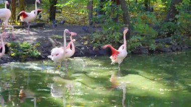 Pembe flamingo sürüsü ormandaki suda yürüyor. Gölde bir grup tropikal kuş.