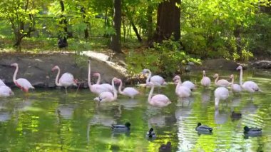 Pembe flamingo sürüsü ormandaki suda yürüyor. Gölde bir grup tropikal kuş.