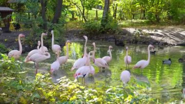 Pembe flamingo sürüsü ormandaki suda yürüyor. Gölde bir grup tropikal kuş.