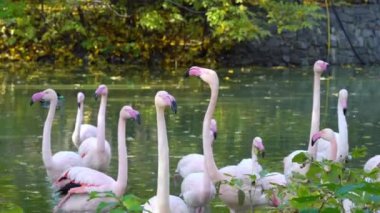Pembe flamingo sürüsü ormandaki suda yürüyor. Gölde bir grup tropikal kuş.