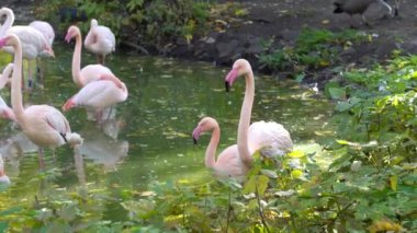 Pembe flamingo sürüsü ormandaki suda yürüyor. Gölde bir grup tropikal kuş.