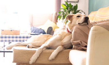 Büyük beyaz köpek kanepede yatıyor. Mutlu evcil hayvan konsepti. Rahatla konsept
