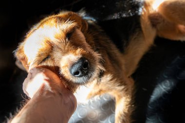 Küçük kahverengi köpek, sahibinin okşamasından gözleri kapalı zevk alıyor. Mutlu hayvan konsepti