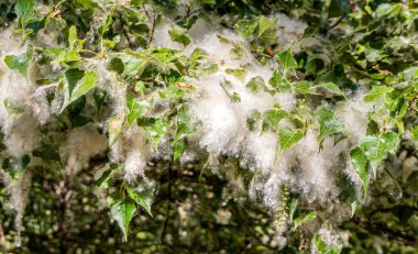 Poplar (Populus Alba) branches with seed tufts flying. Fluffy poplar seeds. Strong allergen, health hazard concept