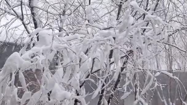 Ramos Árvores Cobertos Neve Movidos Pelo Vento Durante Uma Nevasca — Vídeo de Stock