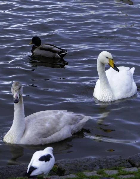 Waterfowl swimming on the shore of a lake. Two swans, a duck and a seagull