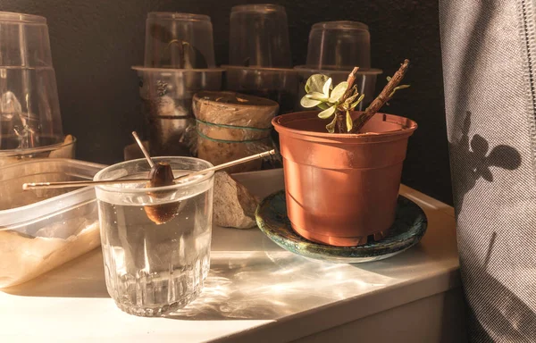 Wooden sticks stuck into avocado seed in glass of water placed on table near potted plant illuminated by sunlight
