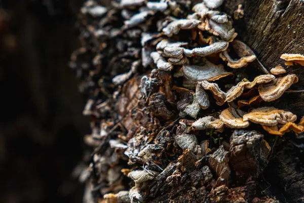 stock image Closeup of pile of yellow wild fungi mushrooms growing on tree trunk bark in autumn forest in daylight against blurred background