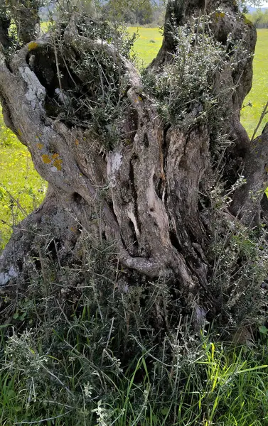 A large olive tree trunk with a hole in it. The trunk is covered in moss and has a lot of branches
