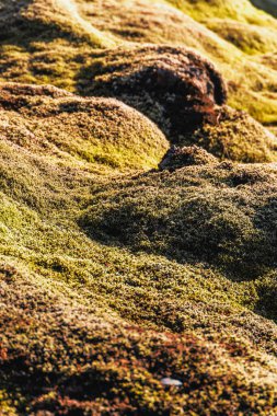 Birkaç taşla yosunlu bir yere yakın çekim. Yosun yeşil ve sarıdır ve kayalar kahverengidir. Görüntüde huzurlu ve doğal bir his var.
