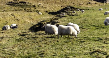 Bir koyun sürüsü bir tarlada otluyor. Koyun sürüsü tarlaya saçıldı, kimi ayakta kaldı, kimi de yatıyordu. Çimler yemyeşil.