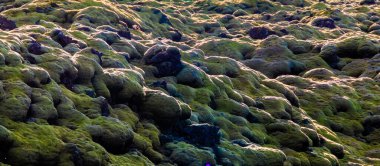 Yeşil yosun ve kayaları olan kayalık bir bölge. Yosun tuhaf bir şekilde dalgalı bir yüzey oluşturuyor.