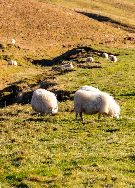 stock image A herd of sheep are grazing on a grassy hillside. The sheep are scattered throughout the field, with some closer to the foreground and others further back. Concept of peacefulness and tranquility