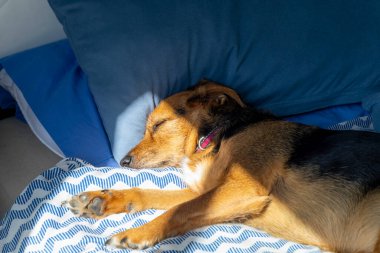 Bir köpek mavi beyaz çizgili bir battaniyeyle bir yatakta uyuyor. Köpek pembe bir tasma takıyor.