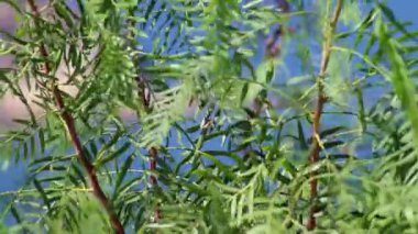 Rüzgarda sallanan yeşil yapraklı bir ağaç ve arka planda mavi bir gökyüzü. Yaklaşın, ağır çekim.