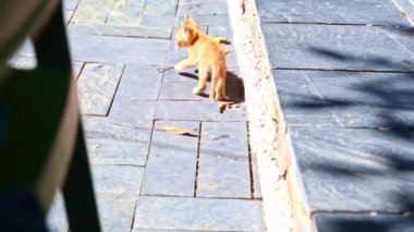 Küçük bir turuncu kedi yavrusu kaldırımda yürüyor. Yavru kedi uzaktan bir şeye bakıyor.