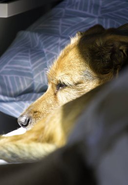 Bir köpek yastıkla bir yatakta uzanıyor, güneşleniyor. Yastık mavi ve üçgen şeklinde.