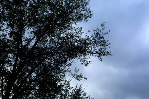 Karanlık bir gövdesi ve dalları olan bir ağaç bulutlu bir gökyüzüne karşı siluetlenmiştir. Sahne kasvetli ve dalgındır.