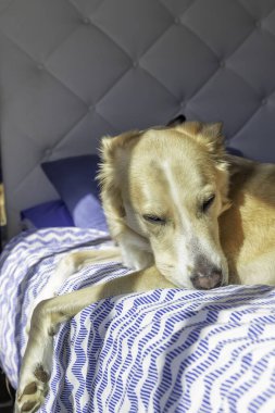 Bir köpek mavi ve beyaz desenli çarşaflı bir yatakta yatıyor. Köpek rahat ve rahat görünüyor.