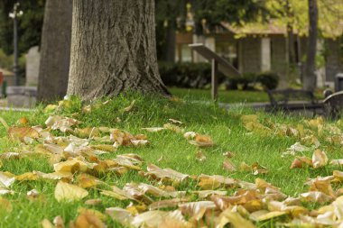 Yaprakları yere saçılmış bir ağaç ve arka planda bir bank. Sahne huzurlu ve huzurlu, yerdeki yapraklar doğal ve rahatlatıcı bir atmosfer yaratıyor.