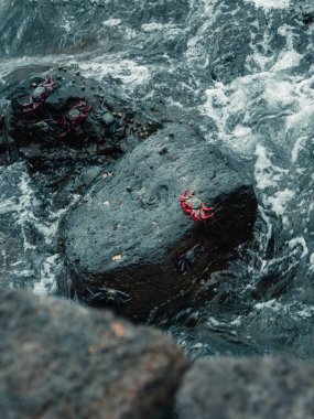 Siyah kayalarda kırmızı yengeç