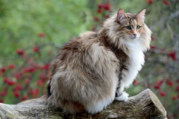 Νορβηγική Γάτα Του Δάσους Θηλυκό Κάθεται Ένα Κούτσουρο Στο Δάσος — Φωτογραφία Αρχείου